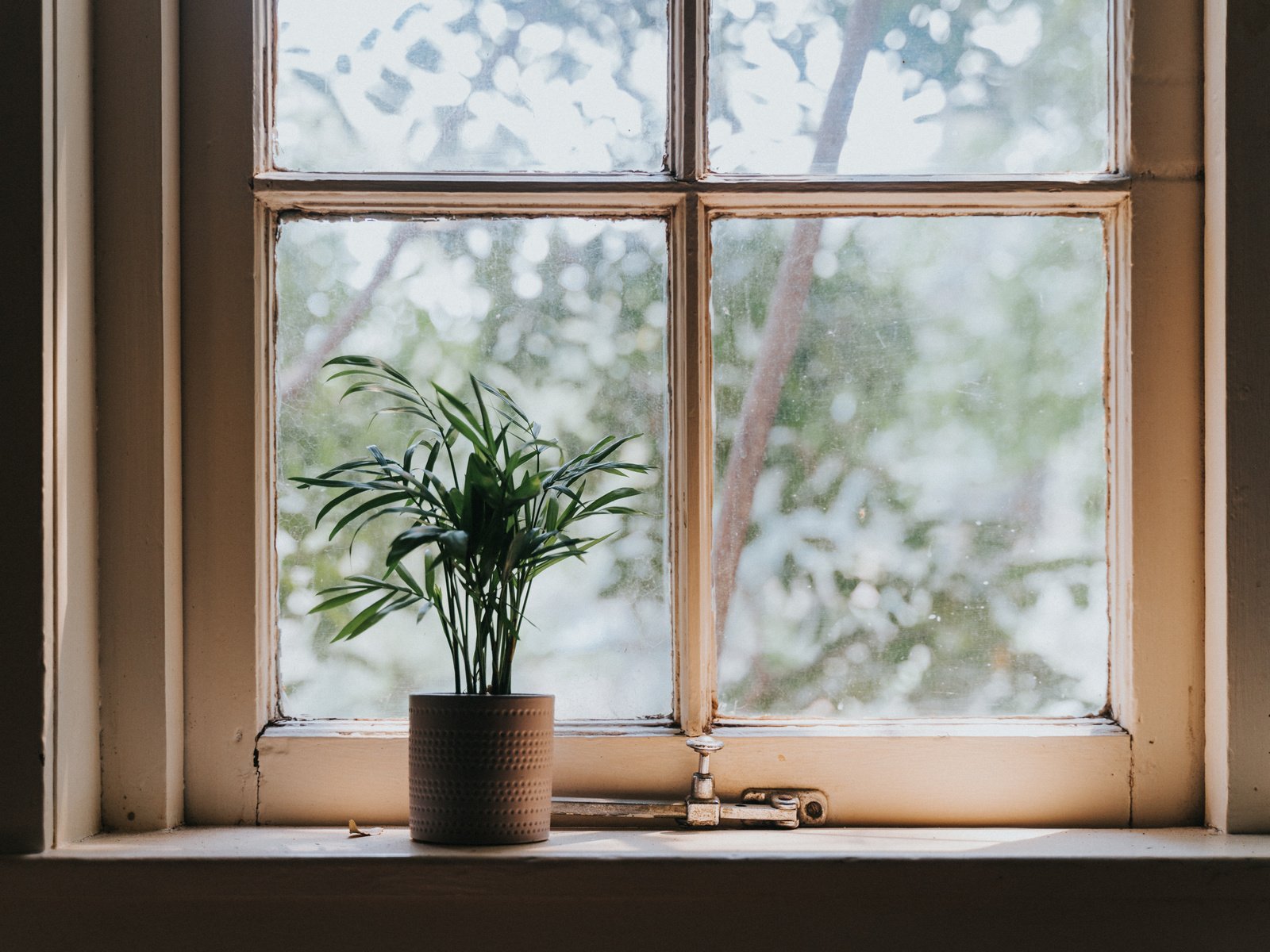 Green Potted Plant Beside Window